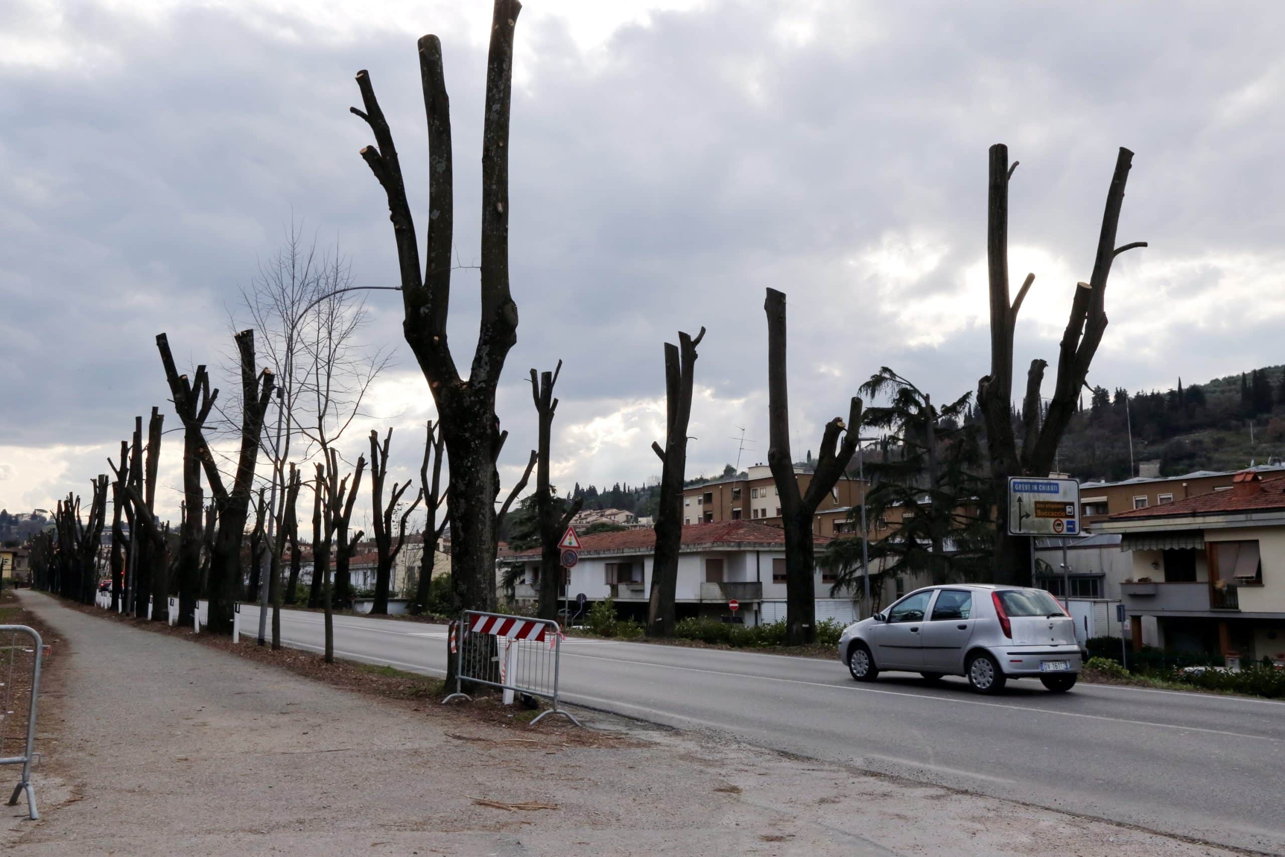 © Fotocronache Germogli, specificare data