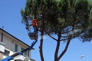 © Fotocronache Germogli, specificare data