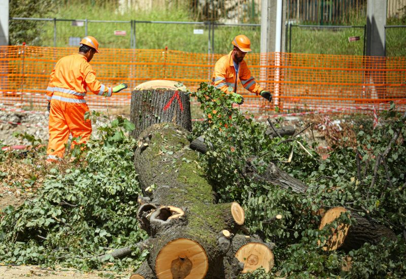 GERMOGLI PH:20 AGOSTO 2024 FIRENZE VIA VILLAMAGNA LAVORI CANTIERE DELLA  TRAMVIA ABBATTIMENTO ALBERI