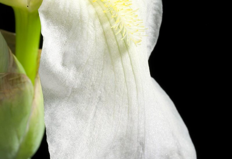 Plant derived from Sana’a, Yemen

Taxonomy
Family: アヤメ科 Iridaceae
Subfamily: アヤメ亜科 Iridoideae
Tribe: Irideae
Genus: アヤメ属 Iris L.

Distribution: Arabian Pen.
Lifeform: Rhizomatous geophyte

Basionym/Replaced Synonym:
Iris officinalis Salisb. in Prodr. Stirp. Chap. Allerton: 43 (1796)

Homotypic Names:
Iris germanica var. florentina (L.) Dykes in Gen. Iris: 164 (1913)

Heterotypic Names:
Iris albicans Lange in Vidensk. Meddel. Naturhist. Foren. Kjøbenhavn 1860: 76 (1861)
Iris albicans var. madonna (Sprenger) Dykes in Handb. Iris: 212 (1924)
Iris albicans var. majoricensis (Barceló) Nyman in Consp. Fl. Eur., Suppl. 2: 294 (1890)
Iris florentina var. albicans (Lange) Baker in J. Linn. Soc., Bot. 16: 146 (1877)
Iris florentina subsp. albicans (Lange) K.Richt. in Pl. Eur. 1: 255 (1890)
Iris florentina var. madonna (Sprenger) L.H.Bailey in Cycl. Amer. Hort. 2: 1672 (1933)
Iris germanica subsp. albicans (Lange) O.Bolòs & Vigo in Fl. Països Catalans 4: 158 (2001)
Iris madonna Sprenger in Bull. Soc. Tosc. Ortic. 17: 130 (1892)
Iris majoricensis Barceló in Fl. Baleares: 446 (1881)