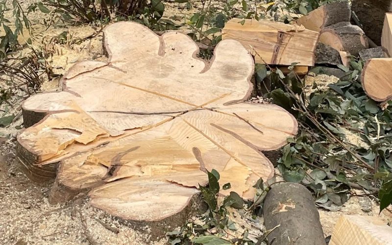 albero abbattuto