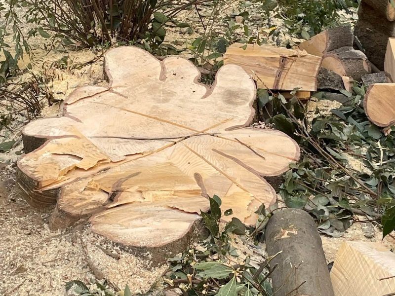 albero abbattuto