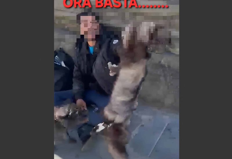 animale morto (1)