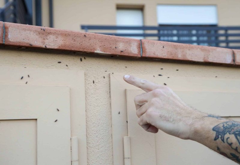GERMOGLI PH: 27 OTTOBRE 2023 SCANDICCI VIA DI PORTO PROTESTA DEI RESIDENTI PER L'INVASIONE DEGLI INSETTI PORCELLINI DI TERRA PROVENIENTI DA UN TERRENO NON CURATO CON UN FOSSO DI FRONTE ALLE LORO ABITAZIONI NELLA FOTO