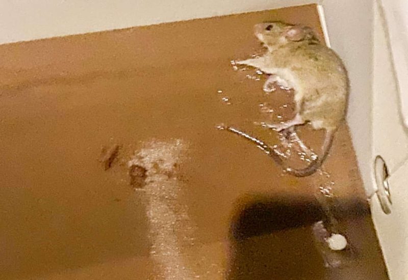 immagine_1648176_x2000